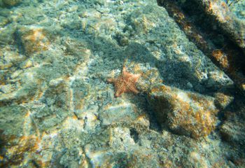 Snorkeling Tour in Vieques Puerto Rico
